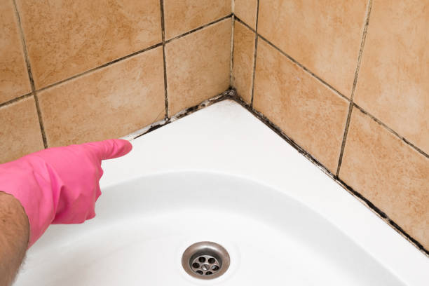 Best Basement Mold Remediation in Kenwood, OH
